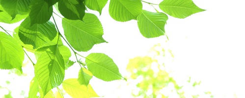 GIMULOT�� �M�����b�g�A���t�@�̔��T�C�g��